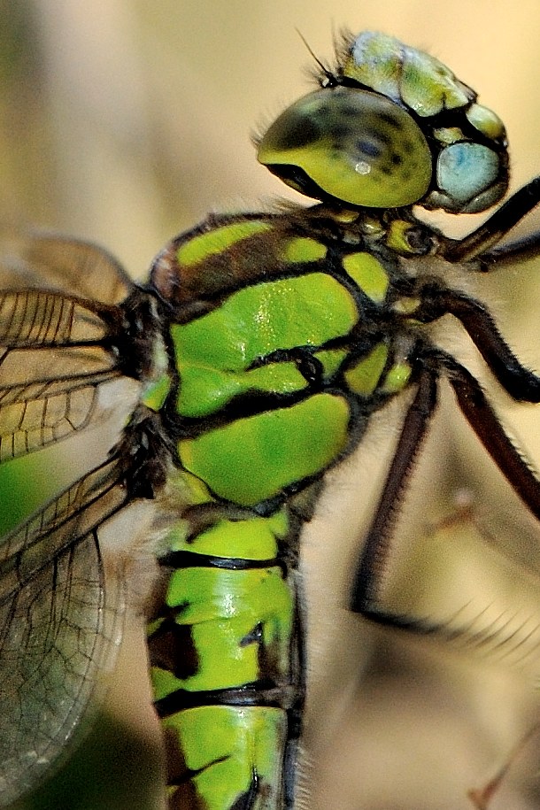 Parliamo di: scheda Aeshna cyanea (finalmente disponibile)